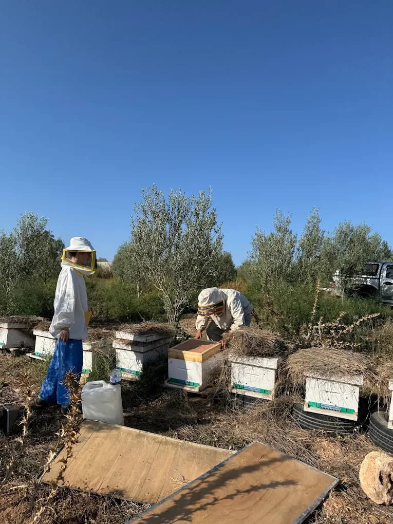 Beekeeping among the olive groves