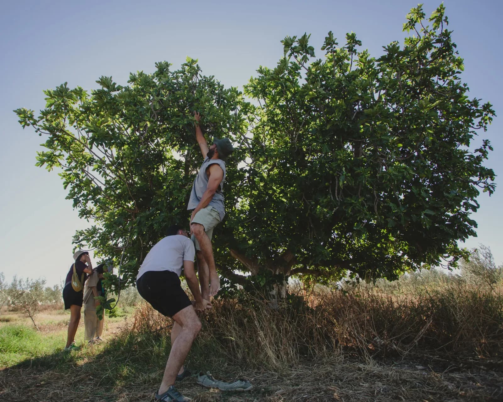 Guests picking fruit from a tree at Farm El Baya