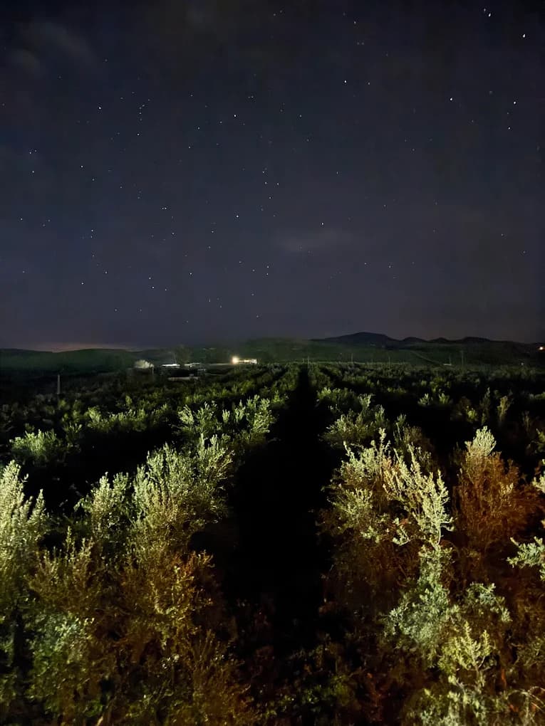 Stargazing under the night sky